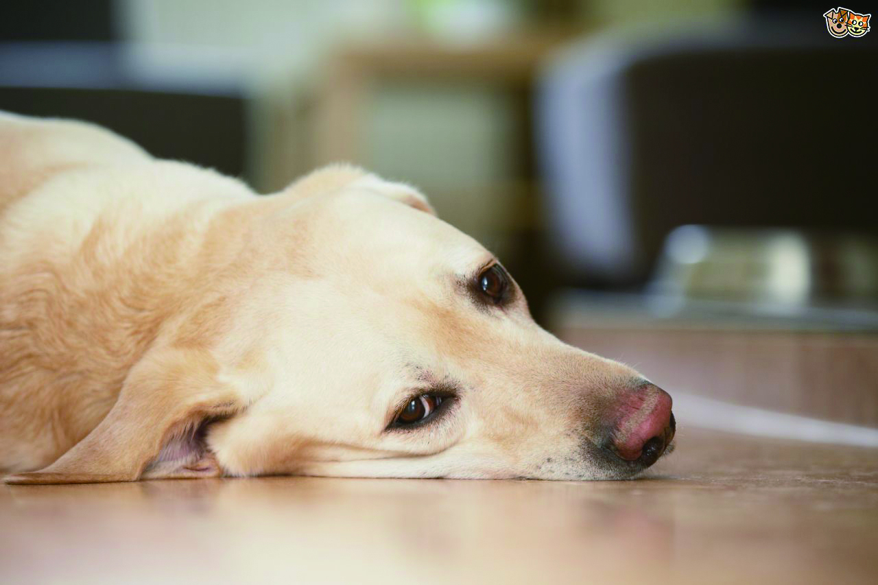 钙——你的狗狗补对了吗？