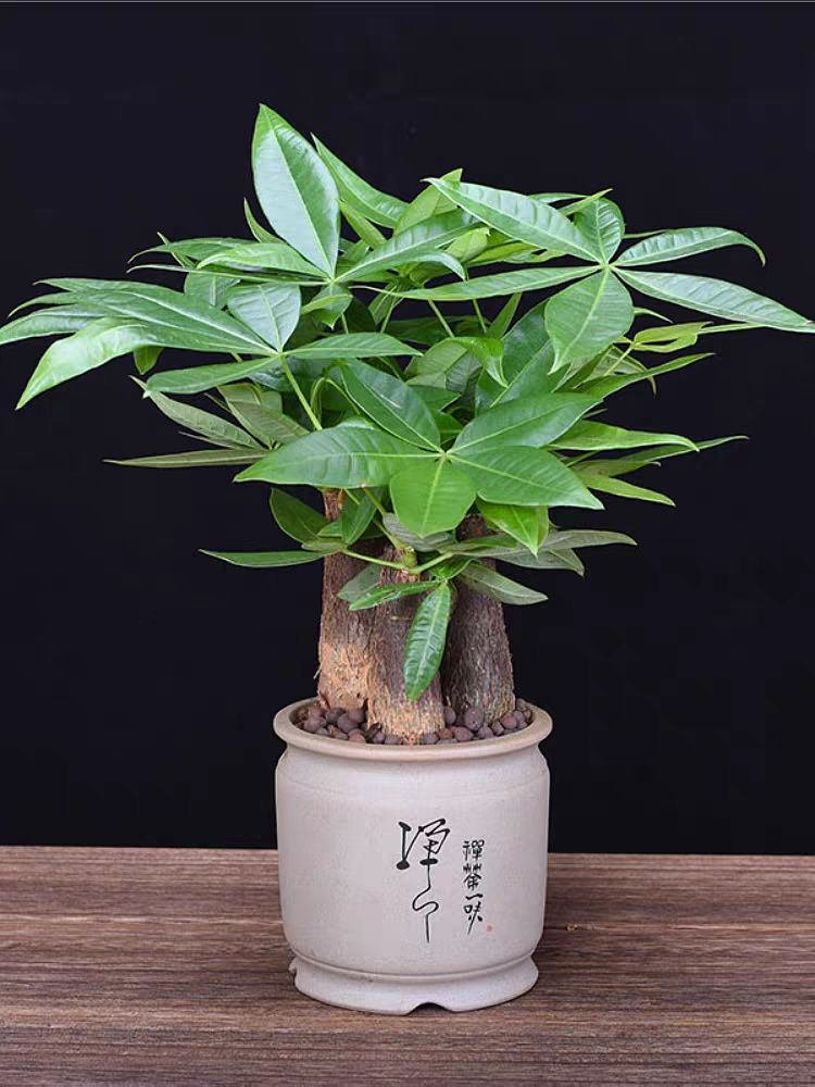 发财树叶子发黄，除了浇水过多，还有10个别的原因，你知道吗？