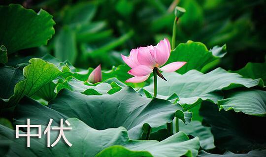面条怎么做好吃（二伏天6种好吃的面条做法教给你）