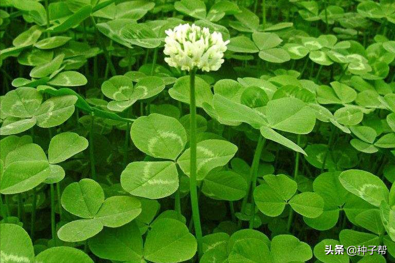 三叶草图片高清（白三叶植株的形态特征介绍）