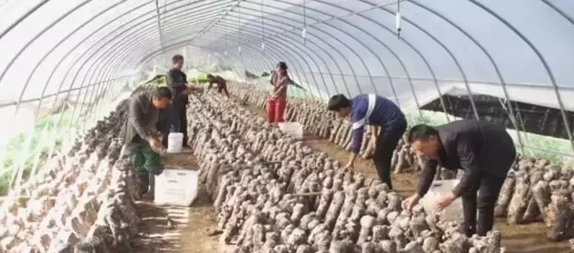 花生壳做肥料,一棚能挣1.5万元