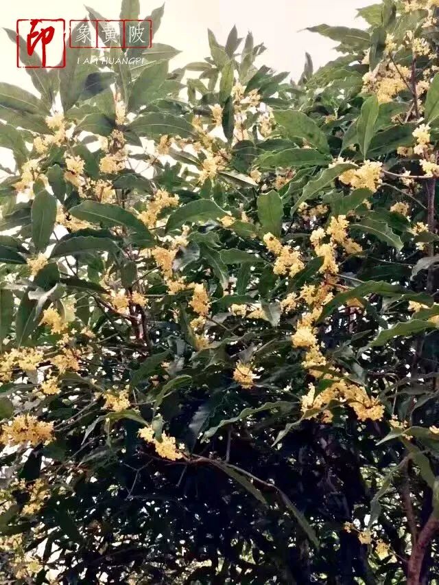 今夜月明人尽望，不知秋思落谁家