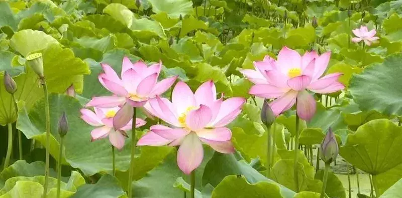 重庆看荷花的地方来啦！错过再等一年......