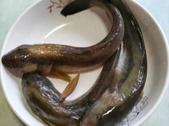 海魚的種類圖片,海魚種類名稱圖片大全