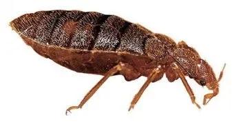 聊斋故事:虱子精招婿