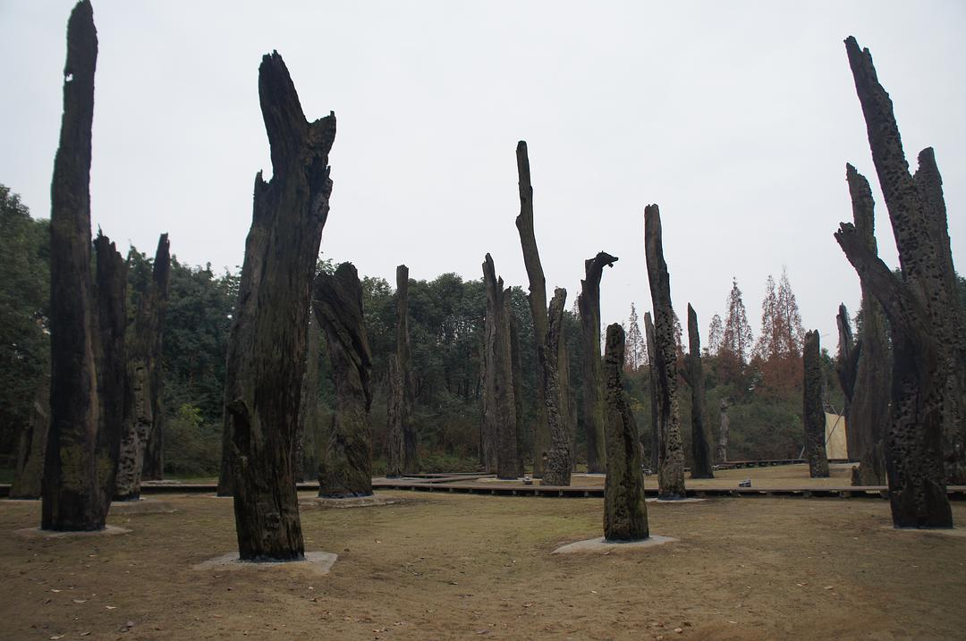 被埋超3000年！40米阴沉木现身四川一工地，阴沉木为啥如此稀有？