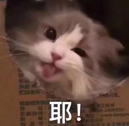 撒娇专用的猫咪表情包给你个机会偷亲我