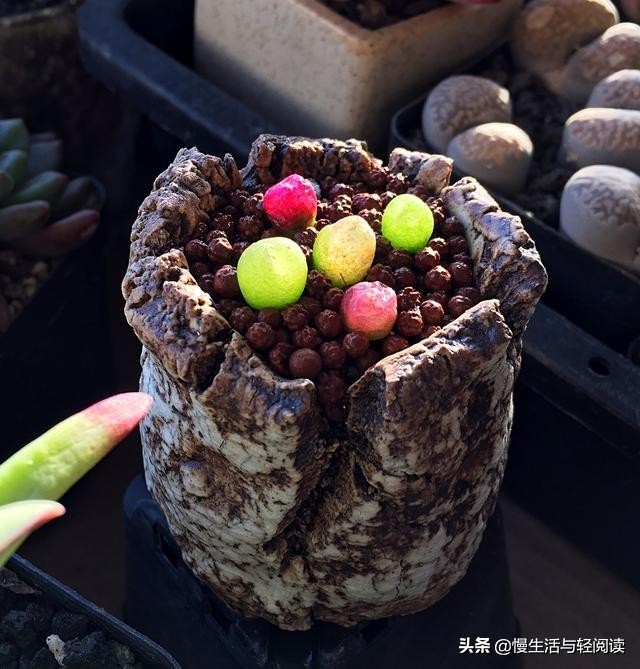 《慢生活·轻阅读》1742期