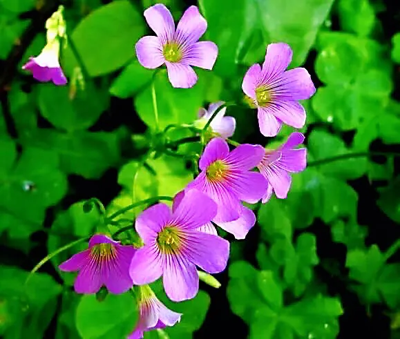 红花酢浆草是什么植物（红花酢浆草的生长环境）