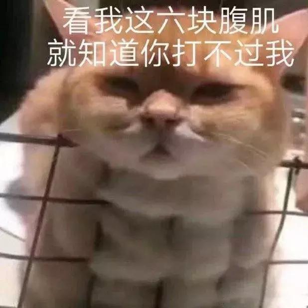 猫咪斗图表情包合集｜看我这六块腹肌，就知道你打不过我