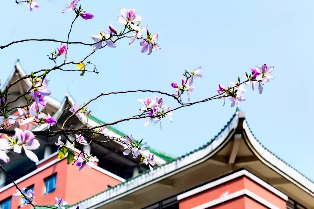 中国春天最美的10座大学，好想回去谈一场恋爱