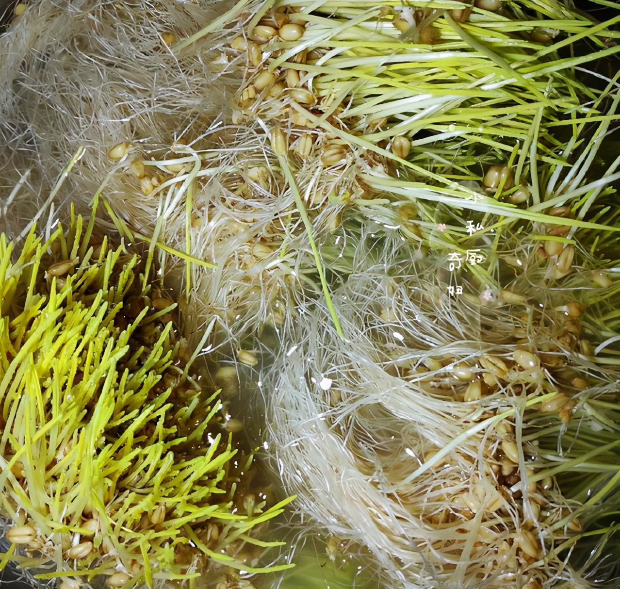 自制麦芽糖，只需小麦和糯米，简单又美味，都是童年的回忆