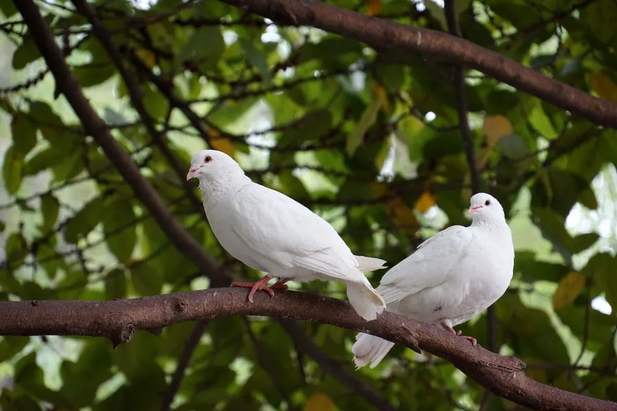 "古今画鸽第一人"张书旂作品赏析,画鸽必备临摹范本