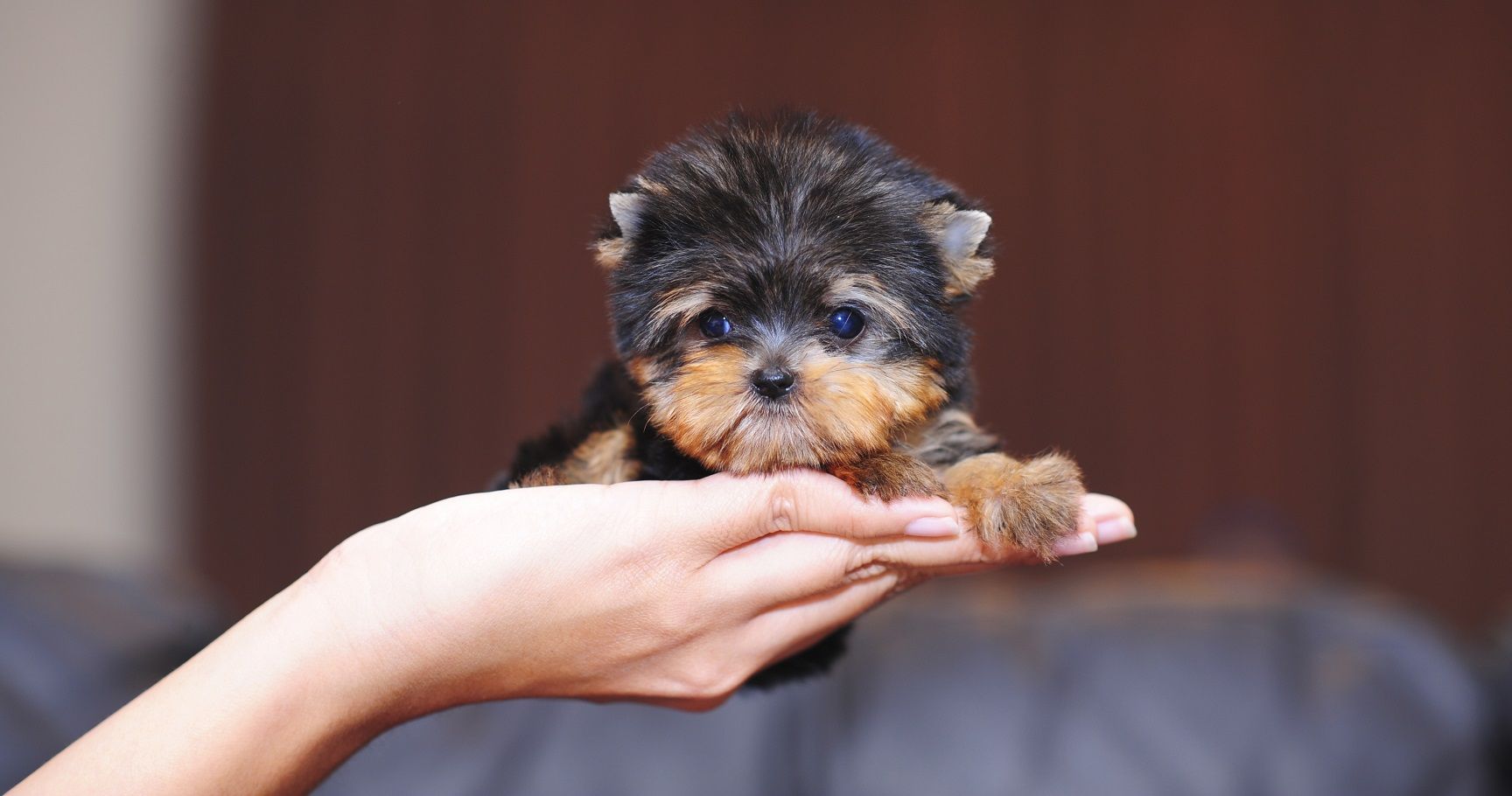 世界最小的狗是什么（世界上最小的5种狗介绍）