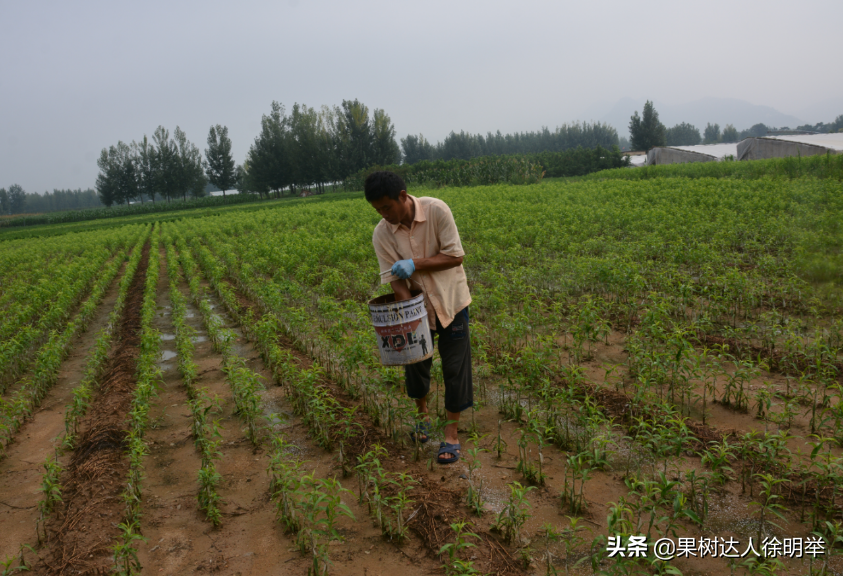 买卖栽植桃苗，有些术语和名词学习好了有帮助，精品图说来了