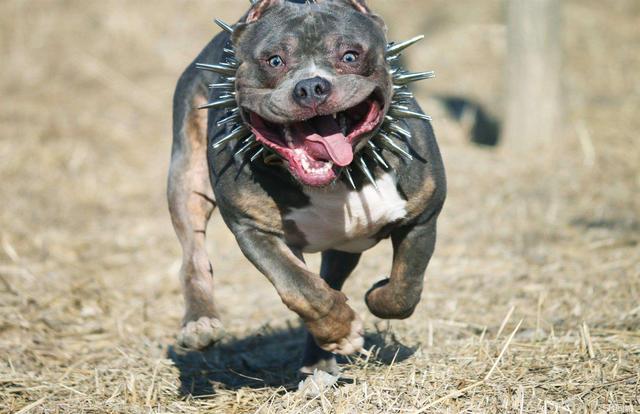 惡霸犬哪種體型最貴,惡霸犬體重