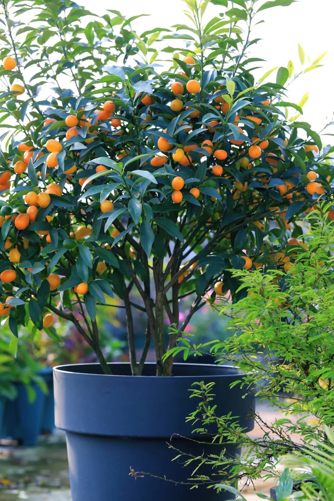 海妈花园访问｜想种花没地方？重庆小学老师在学校楼顶造了座花园