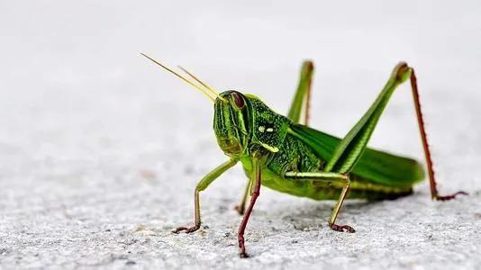 农村常见的几种蚂蚱