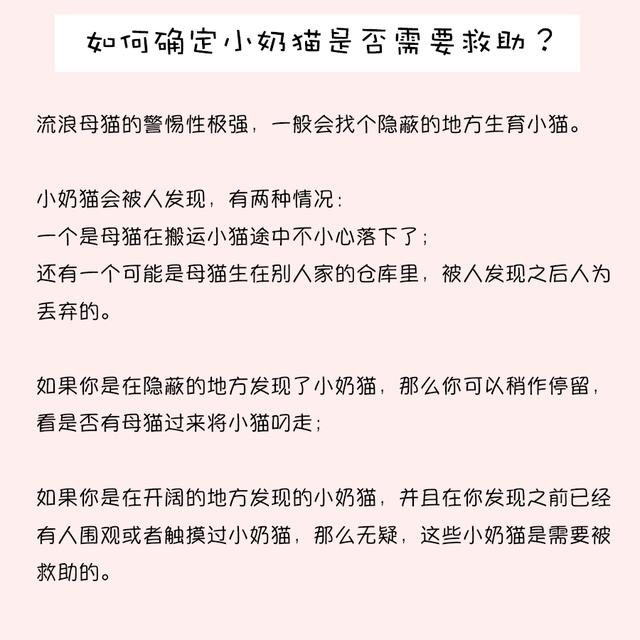 如何喂养刚出生的小奶猫？｜成功喂养四只奶猫的经验分享