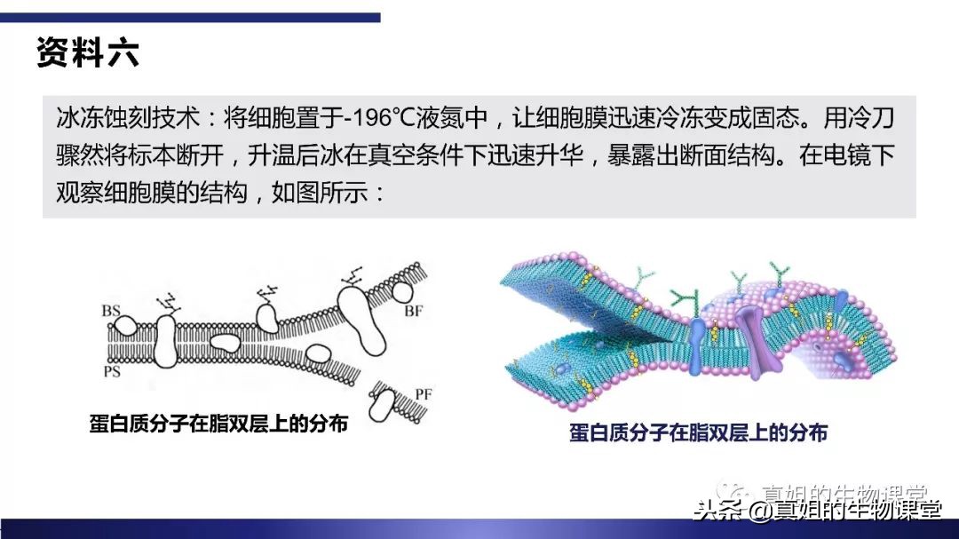 罗伯特森通过电子显微镜发现了细胞膜的流动镶嵌模型罗伯特森