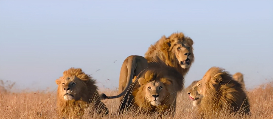 狮群大战狮王临阵脱逃,母狮不退半步,与敌方狮王互咬赶走入侵者