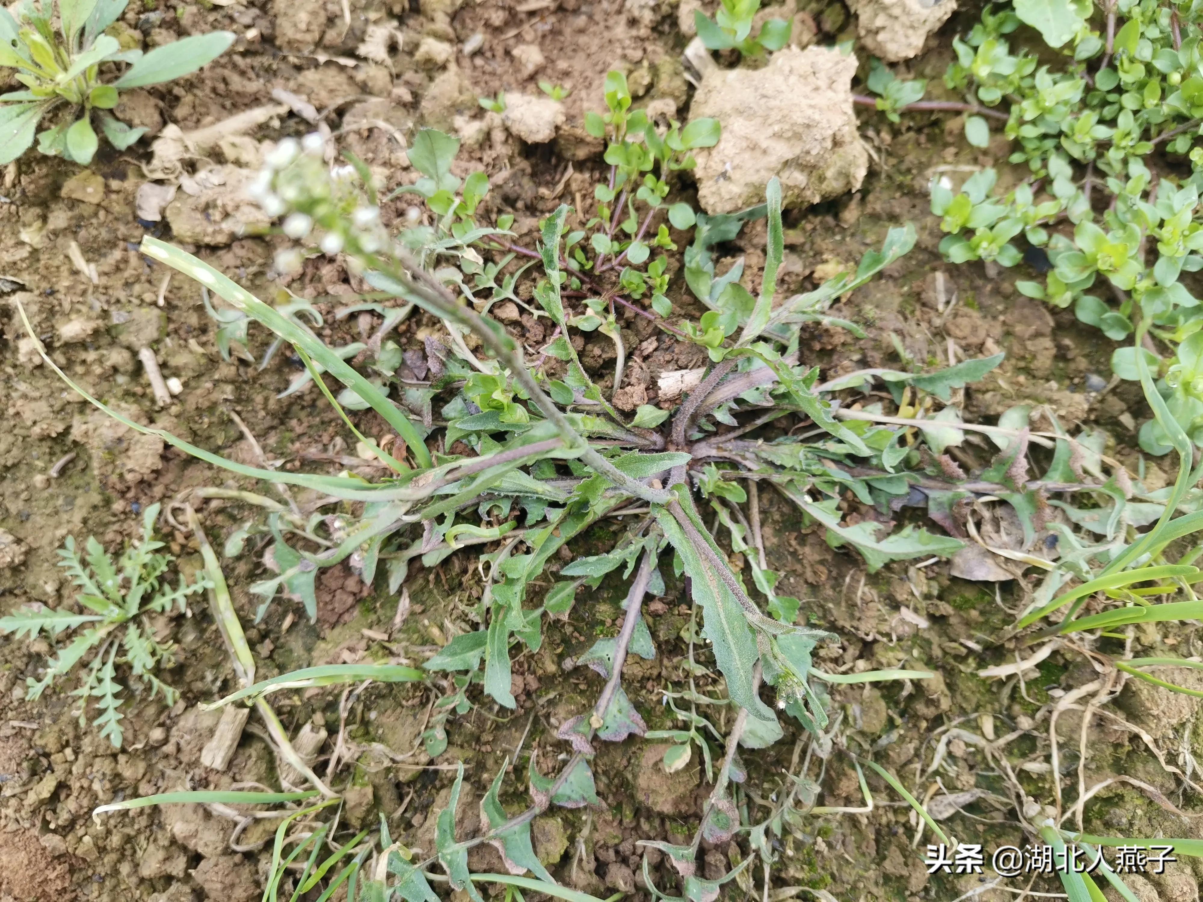 开春挖荠菜,送你荠菜大图片,教你快速识别真荠菜!