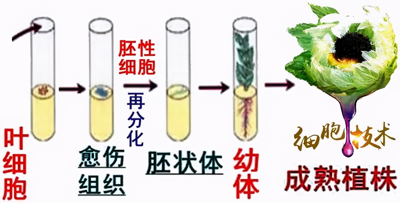植物细胞培养在国际上已经是安全可靠的成熟技术,是一种无性克隆植物