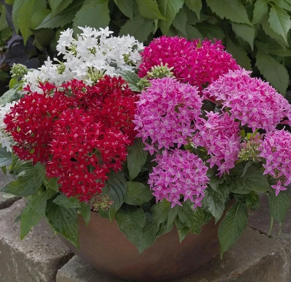 放阳台耐热耐晒植物(夏天耐热耐晒的植株推荐)