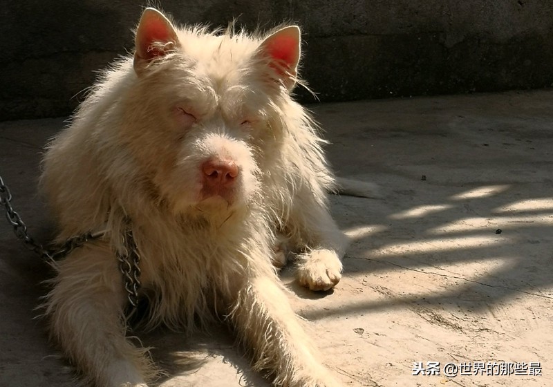 5种国人认为最好的山地猎犬，广西一只，四川就占了两只