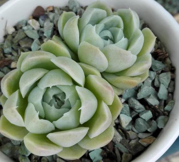 多肉植物呀丨多肉植物种类品鉴,景天专场(一)