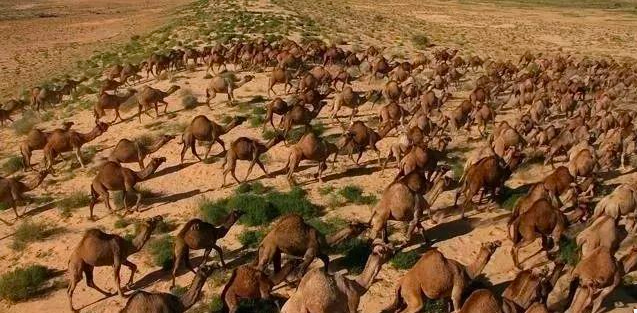 抢水源毁农居，120万头骆驼泛滥澳大利亚，是时候把它引进我国了
