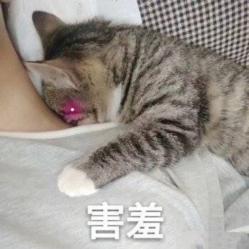 猫咪表情包25张｜我这一巴掌下棋你可能会死