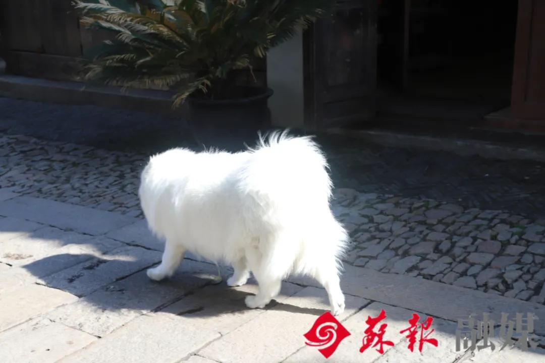 假期余额不足，苏州还有这十处美景值得打卡