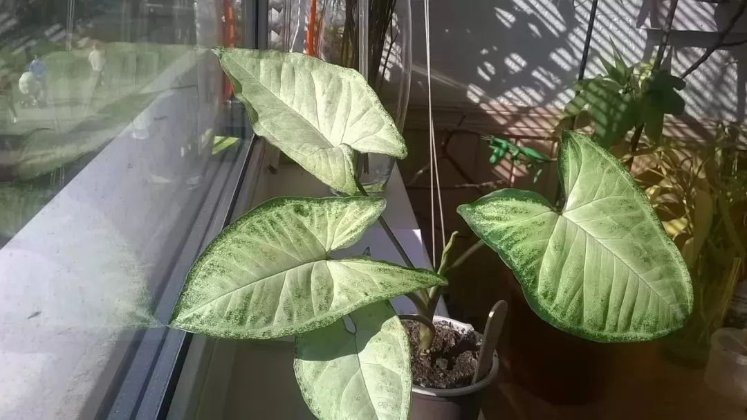 很耐阴的5种盆栽观叶植物,晒多了叶子会晒伤,严重时会枯萎
