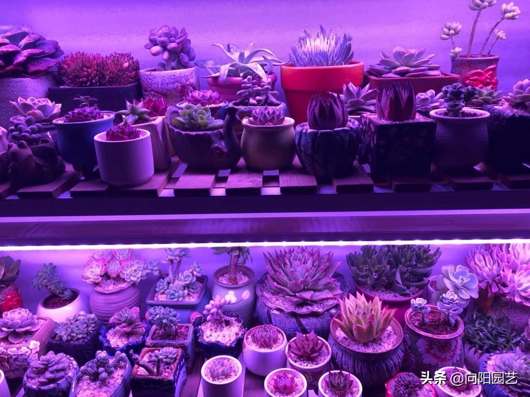 植物补光灯有效果吗（补光灯使用攻略正确应用更健康）