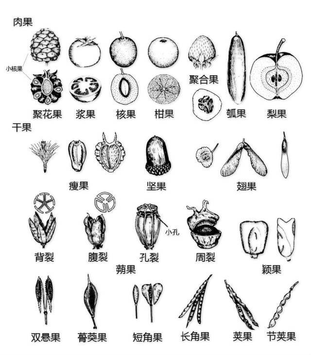 花的基本结构简图（教科书般的植物形态图解）