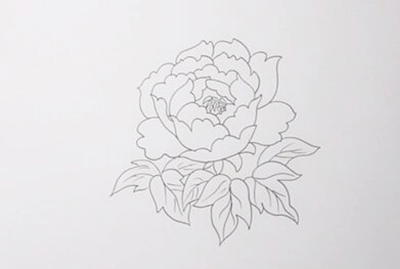 花卉简笔画教程：教你画一朵雍容华贵的牡丹花
