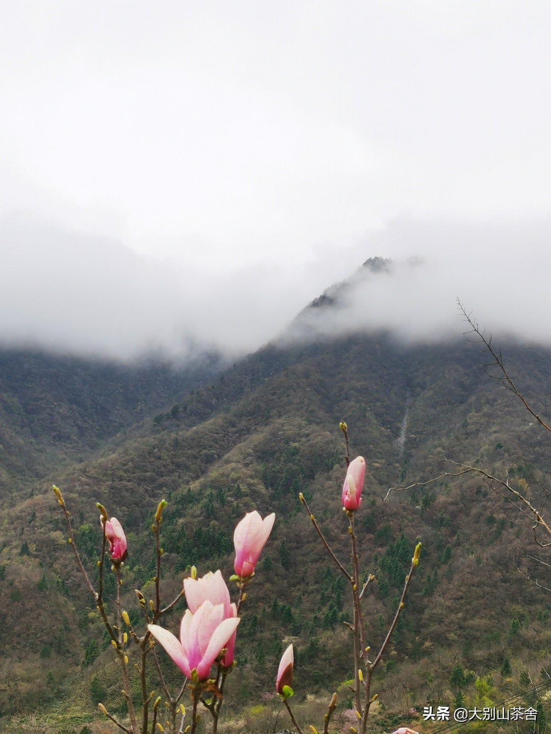 大别山采茶日记，茶季总结：茶歇犹依依，回首数峰青