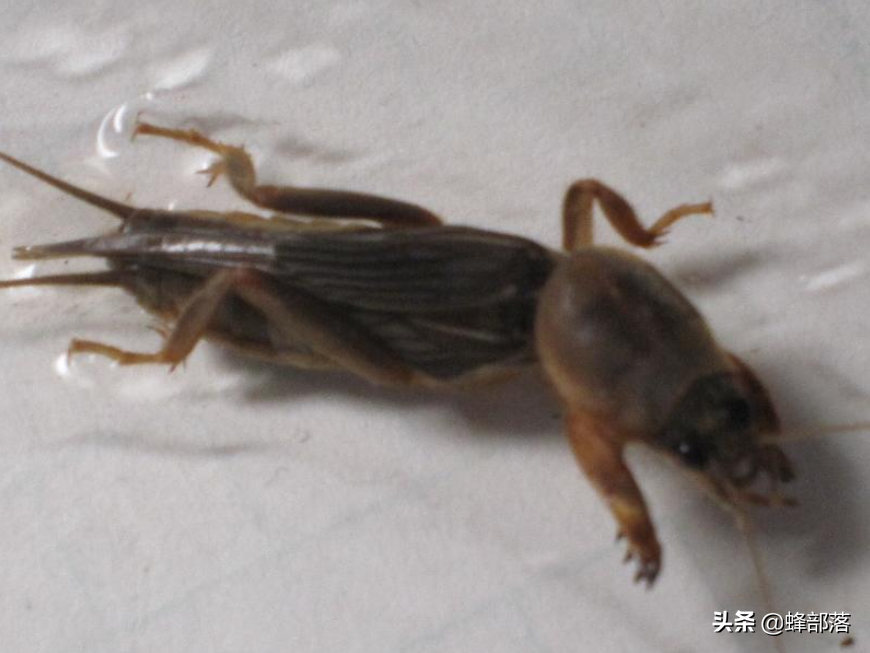 土狗價格,土狗價格多少錢一斤