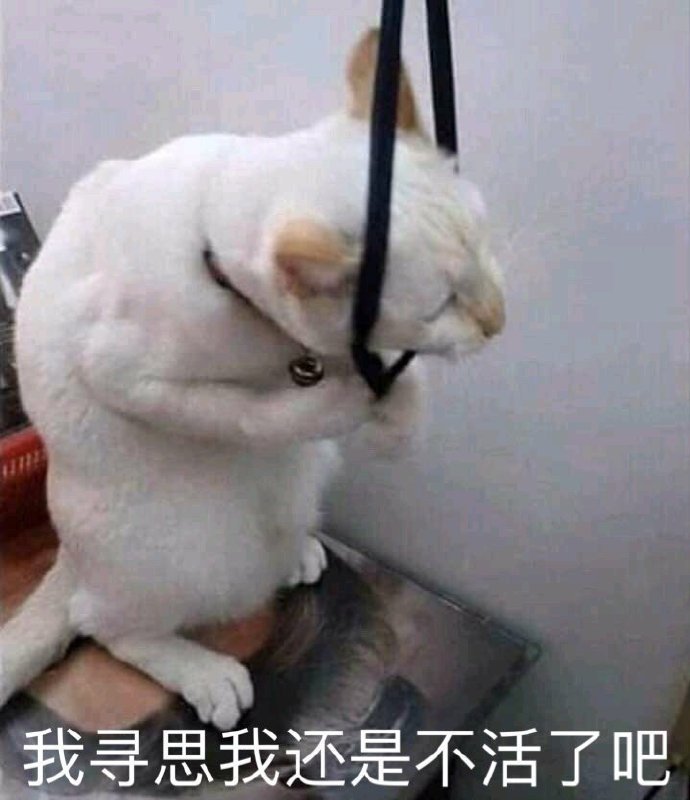 猫咪表情包合集｜大人说话，小孩别插嘴