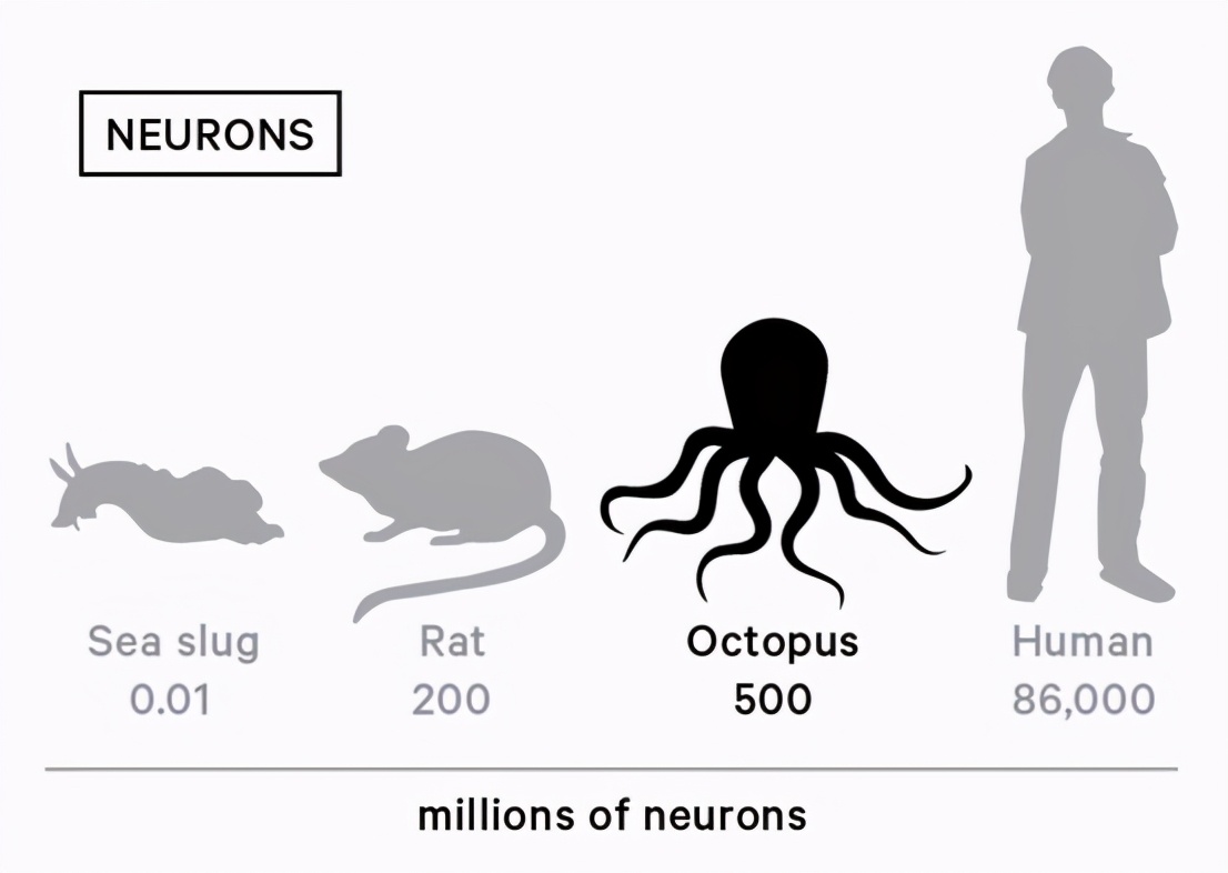 【章鱼独特的生理结构】