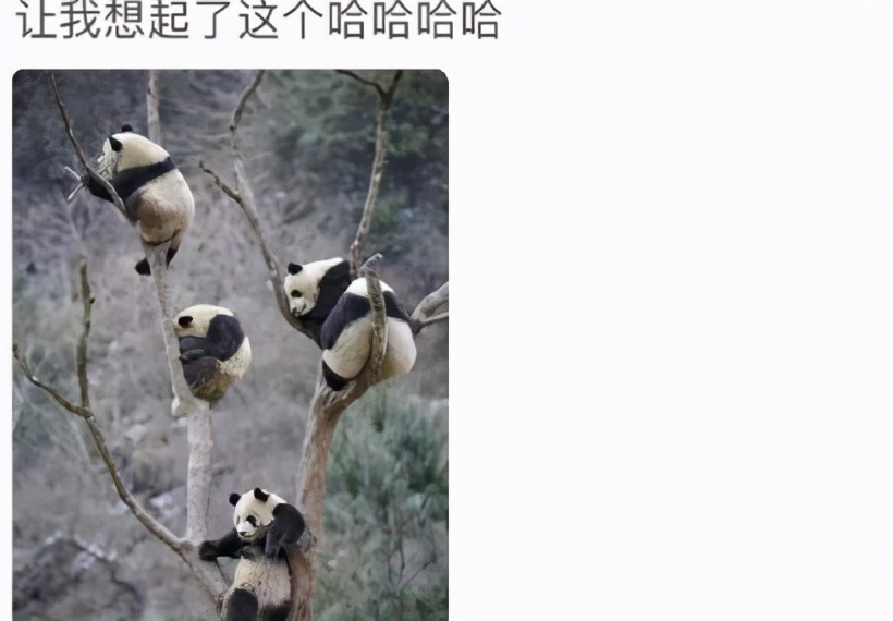 观众为了看潘长江演出爬上树,观众为了看潘长江演出爬上树 2