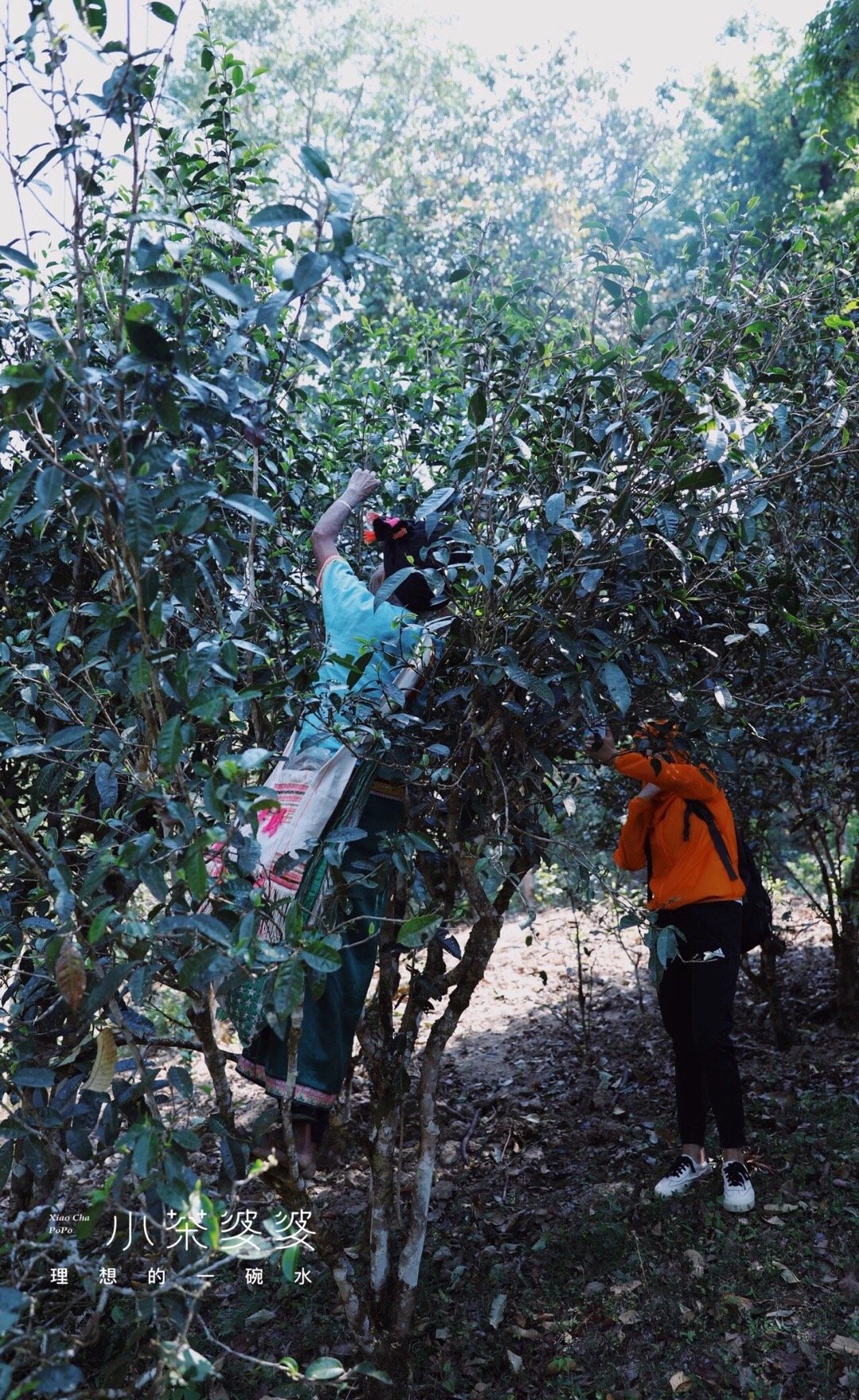 寻香景迈 | 景迈山是云南最美的茶山，云海养心，姑娘养眼