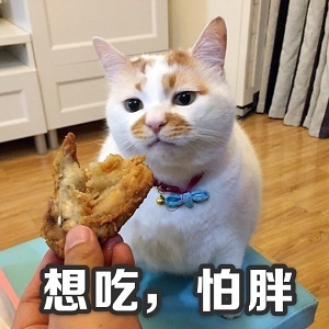 胖猫咪表情包：这不是胖，这是幸福肉