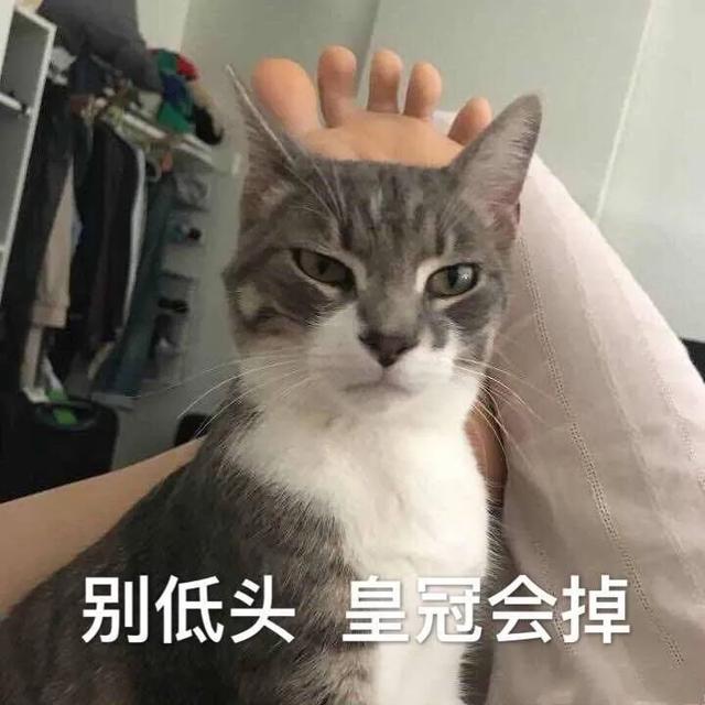 表情包|吓得小猫咪吃惊惊都不能回神神了呢