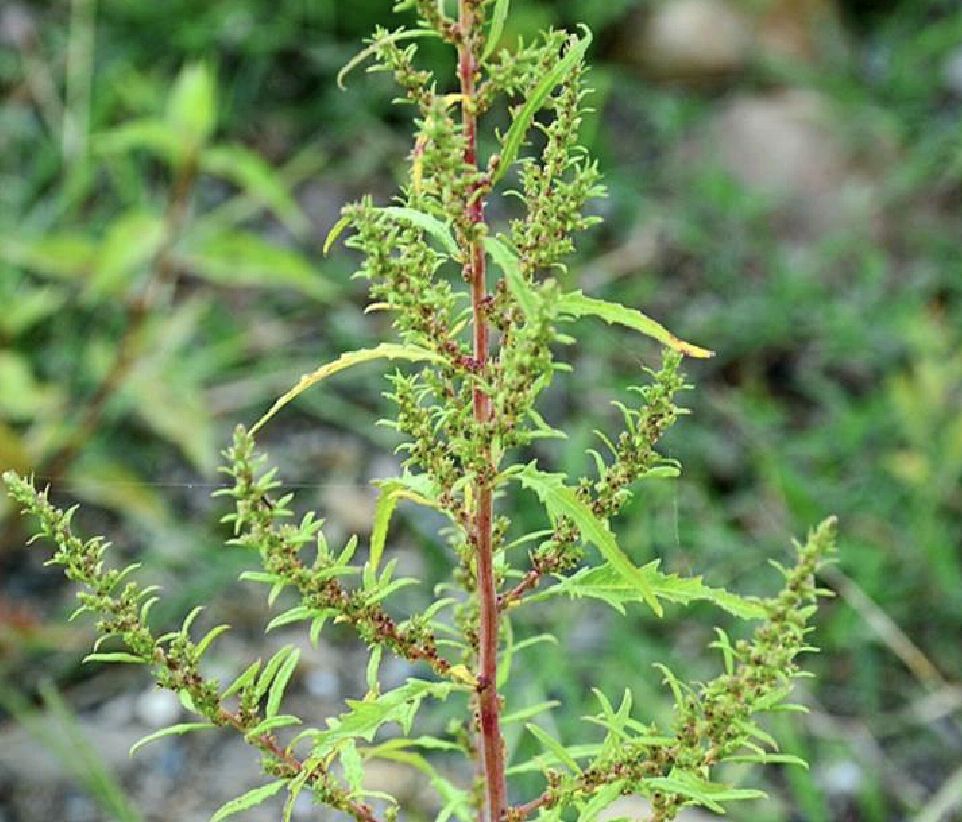土荆芥的功效与作用(土荆芥的功效与作用点)-我的快乐小窝