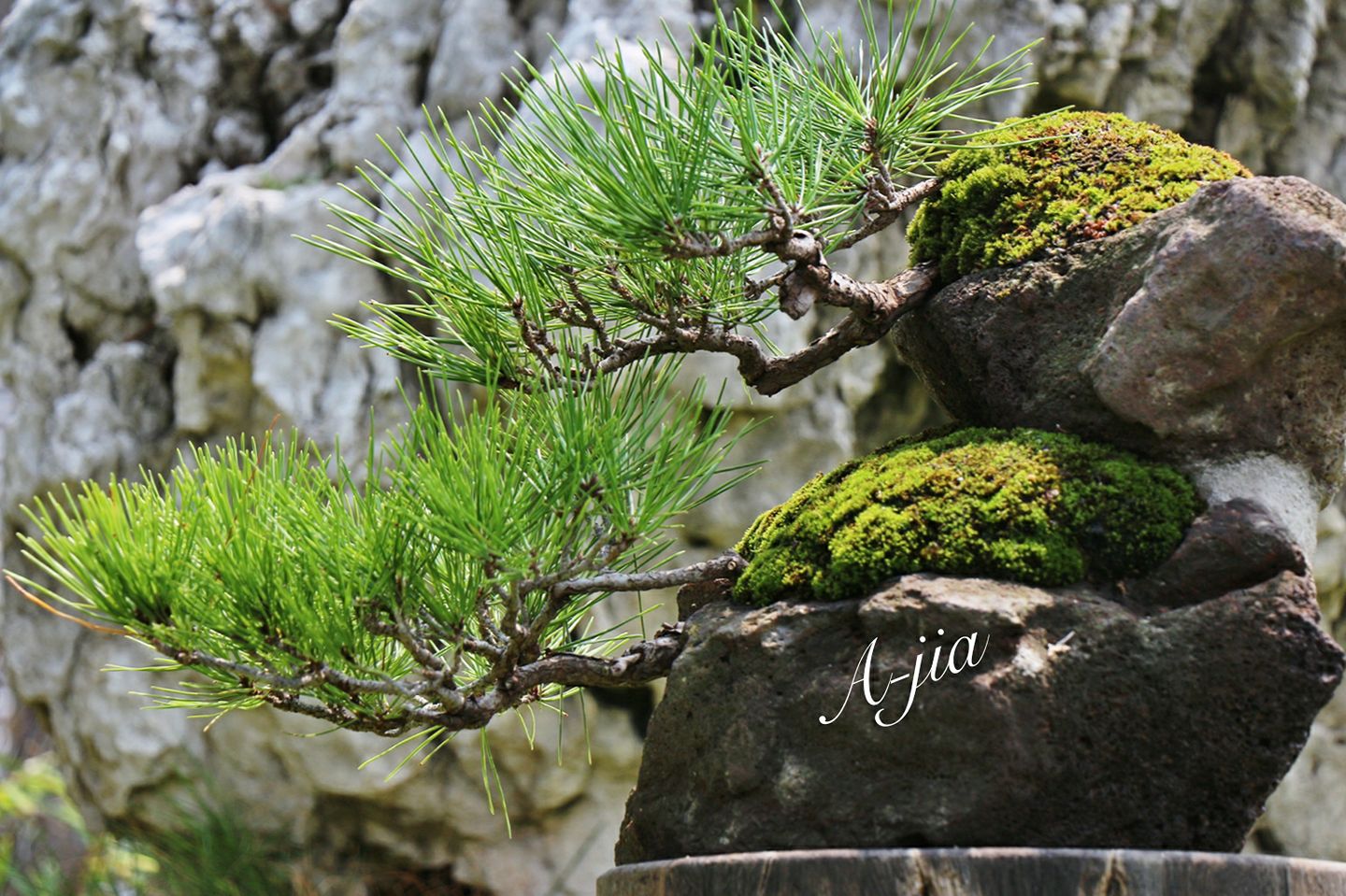 让松柏盆景四季常青的秘诀!一种肥料简单搭配,全年轻松养护!