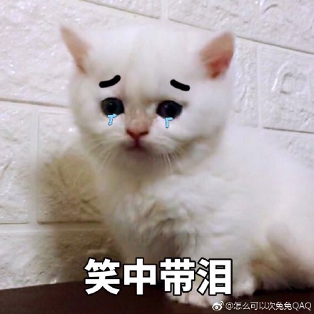 猫咪表情包：你开心就好