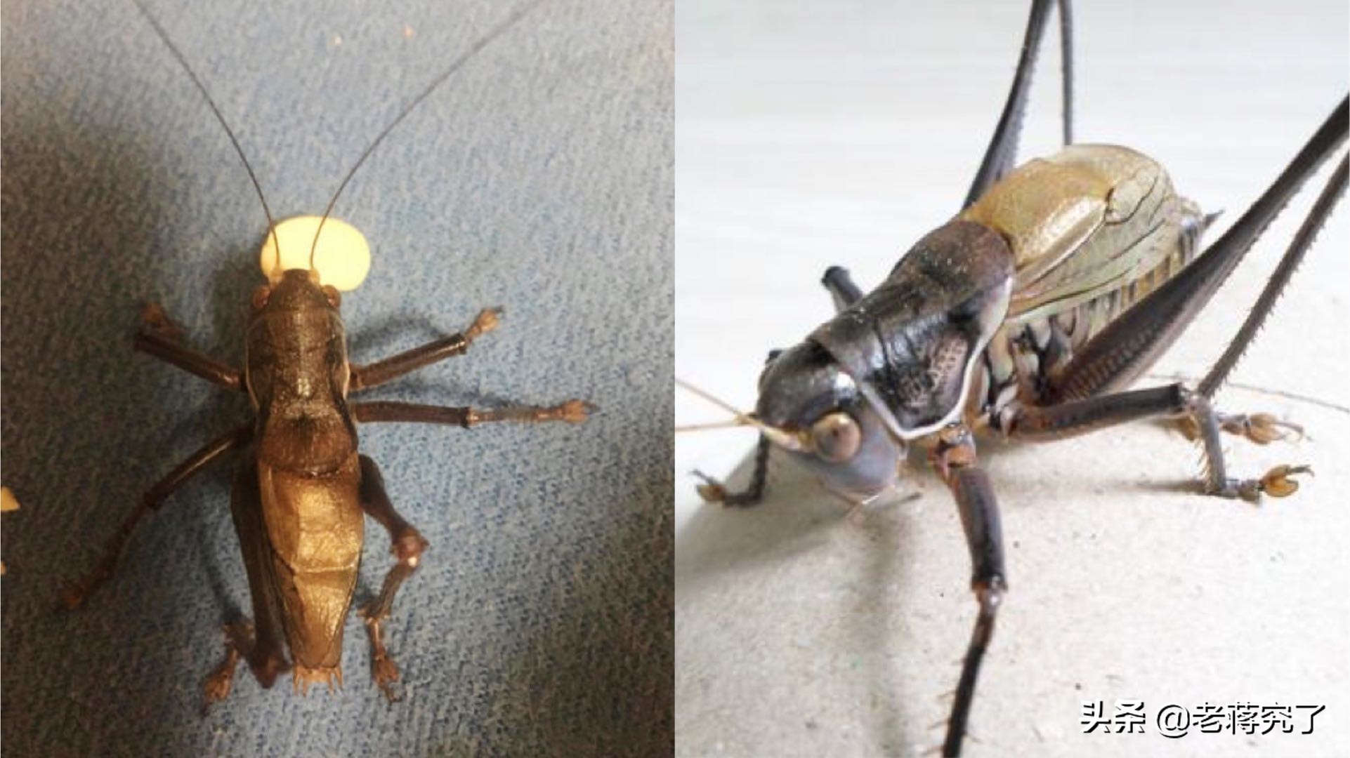 秋天到,鸣虫叫#老蒋的玩虫记之蝈蝈2:如何挑选蝈蝈?