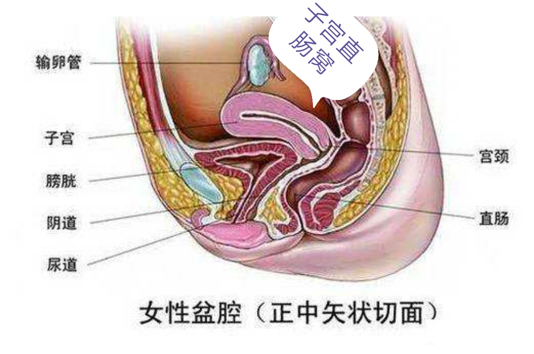 在正常情况下,腹膜具有吸收和分泌的功能,使腹膜腔内存在少许浆液,以